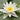 Nymphaea Alba - 2026