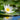 Alba Water Lily - Pond Plants - VLW01