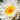 Alba Water Lily - Pond Plants - VLW01