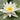 Alba Water Lily - Pond Plants - VLW01