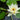 Nymphaea Albatross - 2026