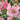 Alcea rosea - 2026
