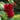 Alcea rosea 'Chater's Double Red' - 2026
