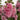 Alcea rosea 'Chater's Double Rose' - 2026