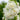 Alcea rosea 'Chater's Double White' - 2026