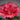 Alcea rosea 'Spring Celebrities Crimson' - 2026