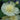 Alcea rosea 'Spring Celebrities Lemon' - 2026