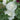 Alcea rosea 'Spring Celebrities White' - 2026