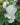 Alcea rosea 'Spring Celebrities White' - 2026