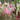 Alcea Rosea Mixture