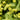 Alchemilla epipsila - 2026