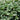 Alchemilla erythropoda - 2026