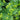 Alchemilla mollis - 2026