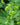 Alchemilla mollis - 2026