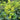 Alchemilla Mollis 'Robustica'