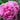 Peony 'Alexander Fleming' | Exotic Collection | 1 Bulb
