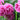 Peony 'Alexander Fleming' | Exotic Collection | 1 Bulb