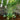 Alisma parviflorum (American Plantain) - Marginal Pond Plants - MP007