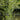 Alisma parviflorum (American Plantain) - Marginal Pond Plants - MP007