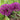 Allium Aflatunense