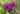 Allium Aflatunense