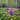 Allium Aflatunense