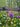 Allium Aflatunense