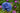 Allium Caeruleum