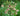 Allium Siculum