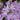 Allium Unifolium