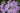 Allium Unifolium