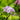 Allium Unifolium