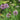 Allium angulosum (Chives) - Marginal Pond Plants - BP005A