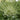 Allium Schubertii Arctic Snow Bulb
