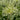 Allium Schubertii Arctic Snow Bulb