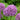 Allium 'Globemaster' Bulb