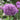 Allium 'Globemaster' Bulb