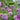 Allium 'Globemaster' Bulb