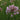 Allium 'In Orbit' - 2026