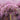 Allium 'Miami' Bulb