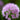 Allium 'Millennium' - 2026