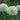Allium 'Mount Everest' Bulb