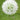 Allium 'Mount Everest' Bulb