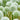 Allium 'Mount Everest' Bulb