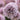 Allium 'Starlight' Bulb