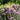 Allium 'Summer Beauty' - 2026