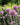 Allium 'Summer Beauty'