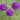 Allium afl. 'Purple Sensation' Bulb