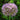 Allium altissimum Goliath Bulb