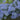 Allium caesium Bulb